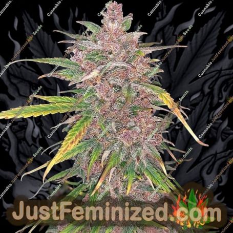 Blueberry Sugar Pine Auto by Top Shelf Elite Cannabis Seeds For Sale at Just Feminized