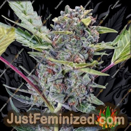Gucci Dreams Auto by Top Shelf Elite Cannabis Seeds For Sale at Just Feminized