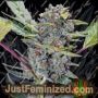 Gucci Dreams Auto by Top Shelf Elite Cannabis Seeds For Sale at Just Feminized