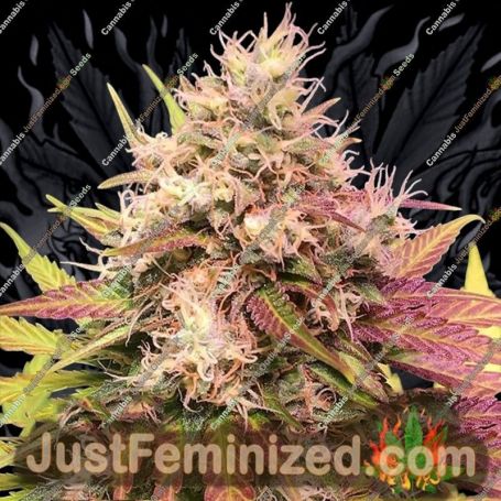 Skush Auto by Top Shelf Elite Cannabis Seeds For Sale at Just Feminized