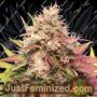 Skush Auto by Top Shelf Elite Cannabis Seeds For Sale at Just Feminized