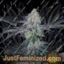 Gucci Dreams by Top Shelf Elite Cannabis Seeds For Sale at Just Feminized