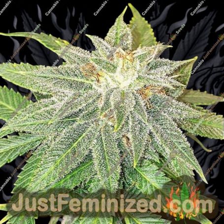 Moon Fruit by Top Shelf Elite Cannabis Seeds For Sale at Just Feminized