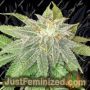 Moon Fruit by Top Shelf Elite Cannabis Seeds For Sale at Just Feminized