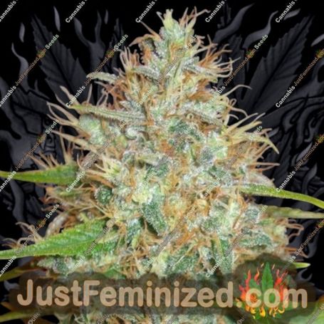 Skush by Top Shelf Elite Cannabis Seeds For Sale at Just Feminized