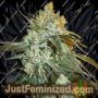 Head Stash Auto by Big Head Seeds Cannabis Seeds For Sale at Just Feminized