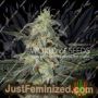 N L x Big Bud Early by World of Seeds Cannabis Seeds For Sale at Just Feminized