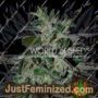 Strawberry Blue by World of Seeds Cannabis Seeds For Sale at Just Feminized