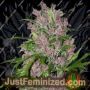 Purple Bud Auto by White Label Cannabis Seeds For Sale at Just Feminized