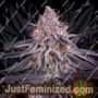 Kings Juice by Greenhouse Seeds Cannabis Seeds For Sale at Just Feminized
