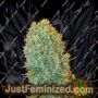 Big Bazooka by Anesia Seeds Cannabis Seeds For Sale at Just Feminized