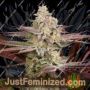 Chemical Bride by Greenhouse Seeds Cannabis Seeds For Sale at Just Feminized