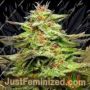 Julies Cookies by Big Head Seeds Cannabis Seeds For Sale at Just Feminized