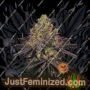 Watermelon Zkittlez by Barneys Farm Cannabis Seeds For Sale at Just Feminized