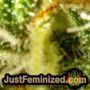 Watermelon Zkittlez by Barneys Farm THC CBD Close Up Trichomes Potency Yield Indica Sativa Strain Pic Images