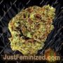 Watermelon Zkittlez Auto by Barneys Farm Cannabis Seeds For Sale at Just Feminized