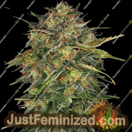 Cheese by Barneys Farm Cannabis Seeds For Sale at Just Feminized