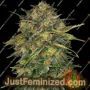 Cheese by Barneys Farm Cannabis Seeds For Sale at Just Feminized