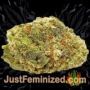 Cheese by Barneys Farm Buds Weed Ganja Skunk Pot Reefer Dope Herb Pics Images