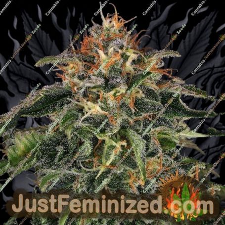 Moby Dick by Barneys Farm Cannabis Seeds For Sale at Just Feminized