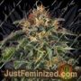Moby Dick by Barneys Farm Cannabis Seeds For Sale at Just Feminized
