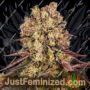 Runtz Muffin by Barneys Farm Cannabis Seeds For Sale at Just Feminized