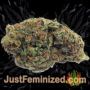 Runtz Muffin by Barneys Farm Buds Weed Ganja Skunk Pot Reefer Dope Herb Pics Images