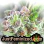 Runtz Muffin by Barneys Farm THC CBD Close Up Trichomes Potency Yield Indica Sativa Strain Pic Images