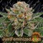 Skywalker OG Auto by Barneys Farm Cannabis Seeds For Sale at Just Feminized