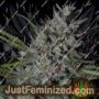 Crystal Runtz by Big Head Seeds Cannabis Seeds For Sale at Just Feminized
