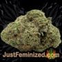 Crystal Runtz by Big Head Seeds Buds Weed Ganja Skunk Pot Reefer Dope Herb Pics Images