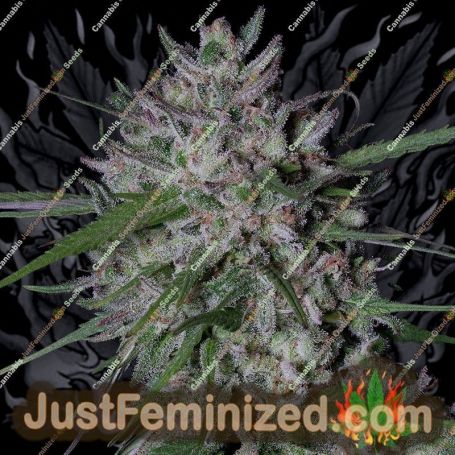 Gorilla Cookies Auto by Big Head Seeds Cannabis Seeds For Sale at Just Feminized