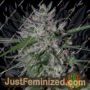 Gorilla Cookies Auto by Big Head Seeds Cannabis Seeds For Sale at Just Feminized