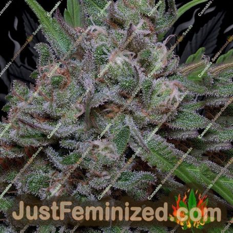 Trippy Sherbert Punch Auto by Big Head Seeds Cannabis Seeds For Sale at Just Feminized