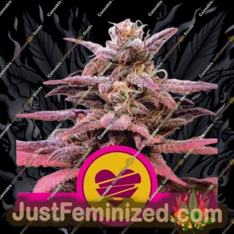 Wedding Crasher by Royal Queen Cannabis Seeds For Sale at Just Feminized