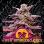 Wedding Crasher by Royal Queen Cannabis Seeds For Sale at Just Feminized