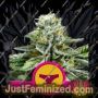 Sherbet Queen Auto by Royal Queen Cannabis Seeds For Sale at Just Feminized