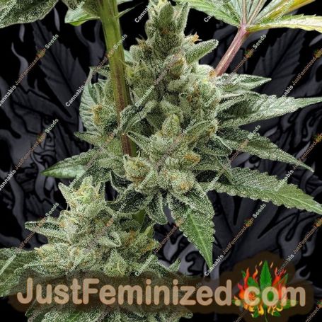 Banana Kush Cake Auto by Sensi Seeds Cannabis Seeds For Sale at Just Feminized