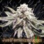 Purple Punch by Big Head Seeds Cannabis Seeds For Sale at Just Feminized