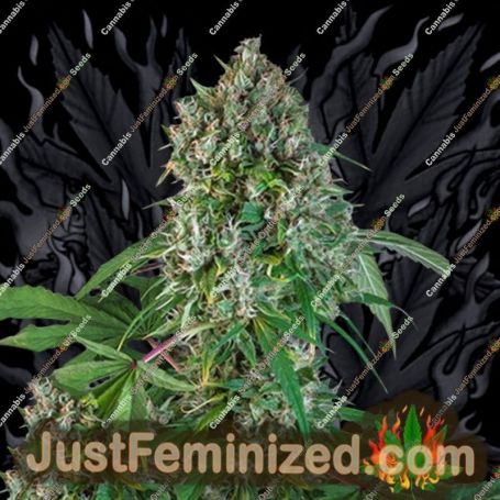 Karels Herer Haze by Super Sativa Seed Club Cannabis Seeds For Sale at Just Feminized