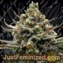 Bruce Banner III Auto by Growers Choice Cannabis Seeds For Sale at Just Feminized