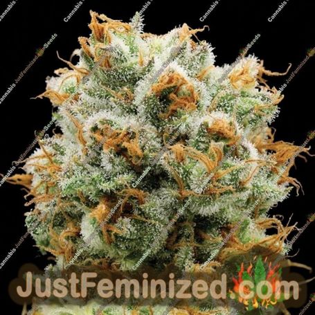 Bola Mintz by Anesia Seeds Cannabis Seeds For Sale at Just Feminized