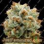 Bola Mintz by Anesia Seeds Cannabis Seeds For Sale at Just Feminized