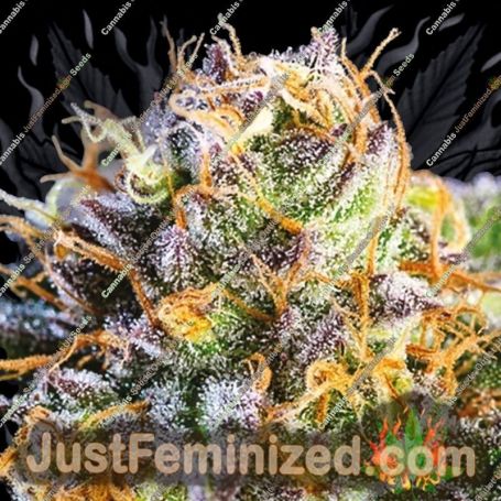 Yuhbary by Anesia Seeds Cannabis Seeds For Sale at Just Feminized