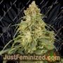 Victory Auto by Dutch Passion Cannabis Seeds For Sale at Just Feminized