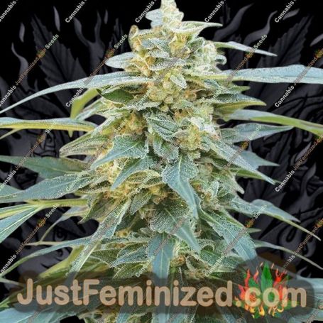 QOrange by Dr Krippling Cannabis Seeds For Sale at Just Feminized