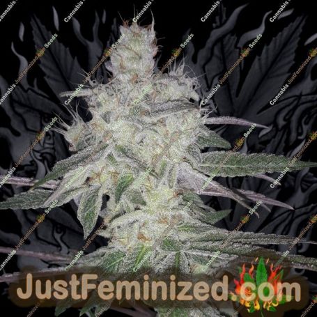 Runtz by Dr Krippling Cannabis Seeds For Sale at Just Feminized