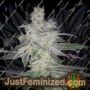 Runtz by Dr Krippling Cannabis Seeds For Sale at Just Feminized