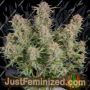 Bruce Banner Auto by Fast Buds Cannabis Seeds For Sale at Just Feminized