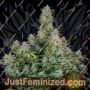 Forbidden Runtz by Fast Buds Cannabis Seeds For Sale at Just Feminized